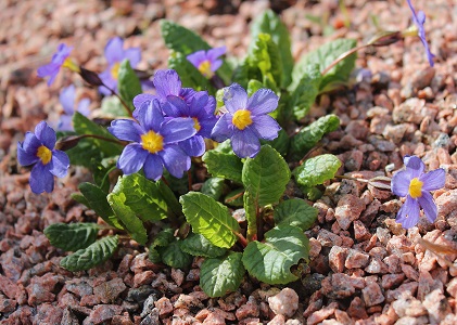 Primula 'Hallbarn Blue' - 8cm pot 